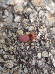 Stenochilus scutulatus