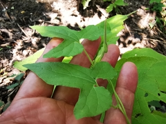 Aristolochia pentandra