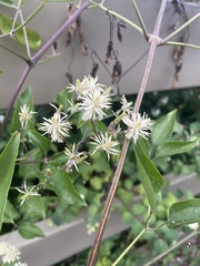 Clematis