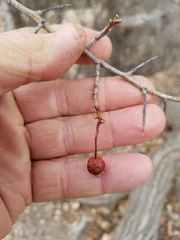 Crataegus tracyi