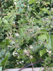 Clematis