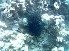 Echinothrix