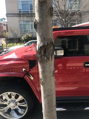 Diatrype disciformis