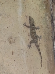 Hemidactylus graniticolus