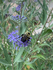 Bombus griseocollis