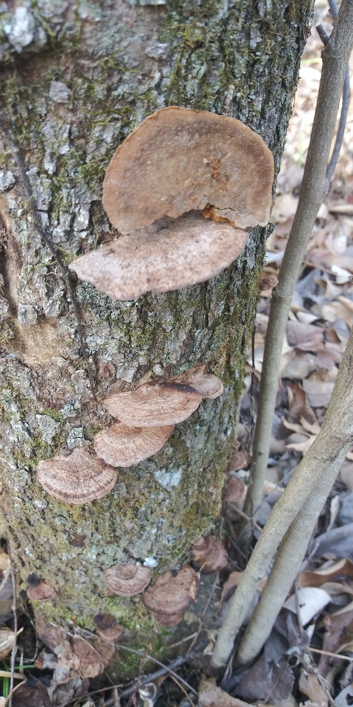 Mustard Yellow Polypore in January 2021 by jim · iNaturalist