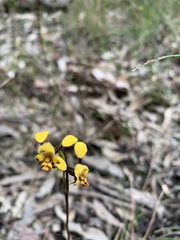 Diuris maculata