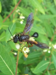 Isodontia auripes