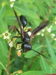 Isodontia auripes