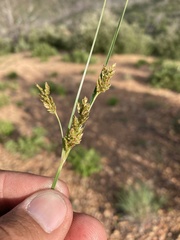 Cyperus sphaerolepis