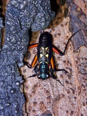 Metallyticus violaceus