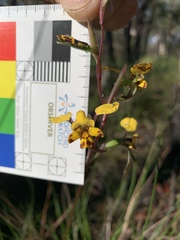 Diuris maculata