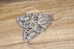 Andropolia aedon