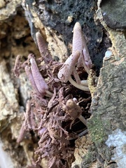 Coprinopsis clastophylla