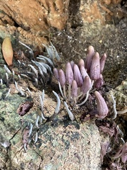 Coprinopsis clastophylla