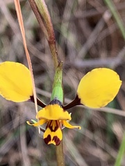 Diuris maculata