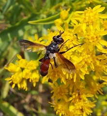 Cylindromyia intermedia