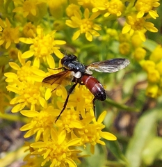 Cylindromyia intermedia