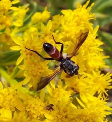 Cylindromyia intermedia