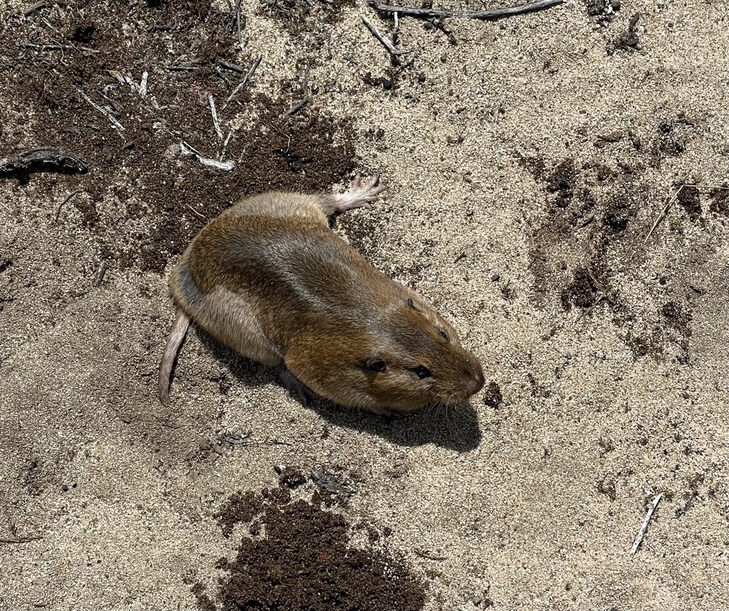 Smooth-toothed Pocket Gophers