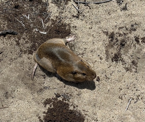 Smooth-toothed Pocket Gophers