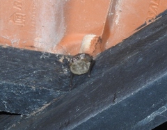 Emballonuridae
