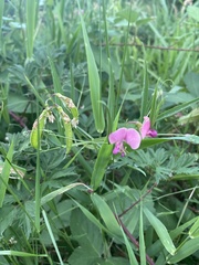 Lathyrus