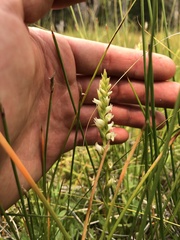 Spiranthes × stellata