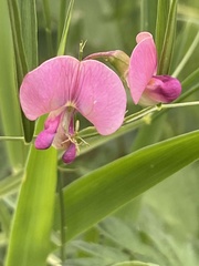 Lathyrus