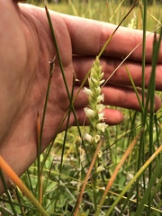 Spiranthes × stellata