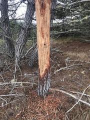 Cervus canadensis nannodes