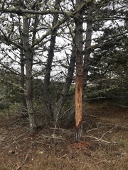 Cervus canadensis nannodes