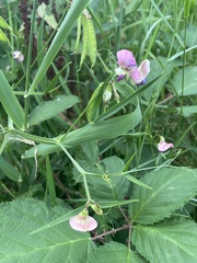 Lathyrus