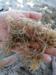 Amathia verticillata