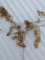 Amathia verticillata