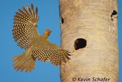 Colaptes fernandinae