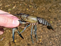 Faxonius longidigitus