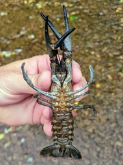 Faxonius longidigitus