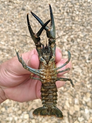 Faxonius longidigitus