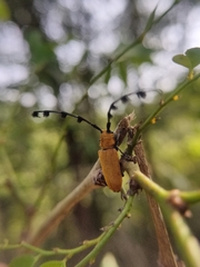 Pseudaristobia octofasciculata