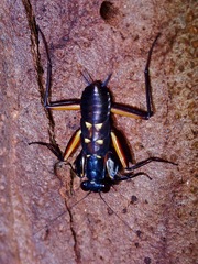 Metallyticus violaceus