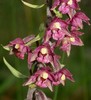 Dark-red Helleborine - Photo (c) anonymous, some rights reserved (CC BY-SA)