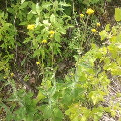 Alloispermum scabrum