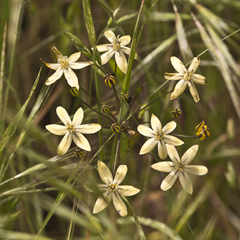 Triteleia ixioides