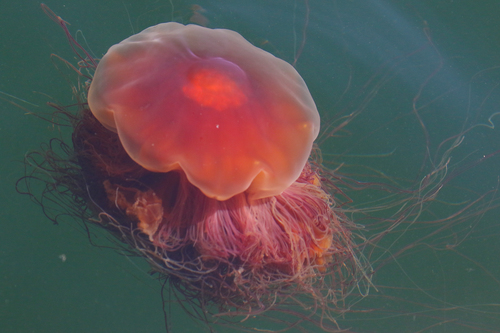 Pacific Lion's Mane Jelly, photo 6 of 10
