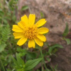 Perymenium buphthalmoides