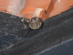 Emballonuridae