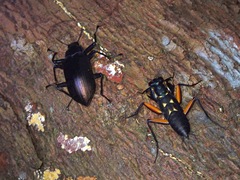 Metallyticus violaceus