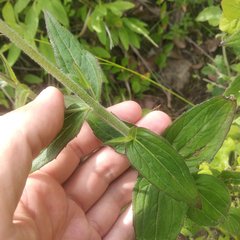 Alloispermum scabrum