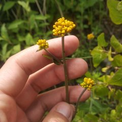 Alloispermum scabrum